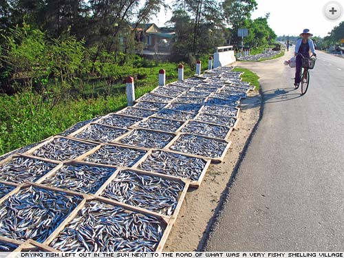 Fish drying by the roadside in Vietnam